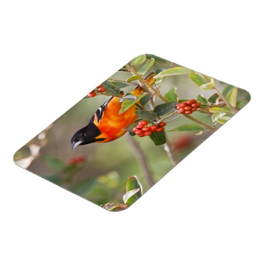 South Padre Island, Texas, VS, Baltimore Oriole Magneet (Linkerzijde)