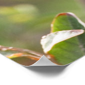 South Padre Island, Texas, VS, Baltimore Oriole Poster (Hoek)