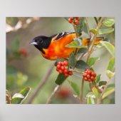 South Padre Island, Texas, VS, Baltimore Oriole Poster (Voorkant)