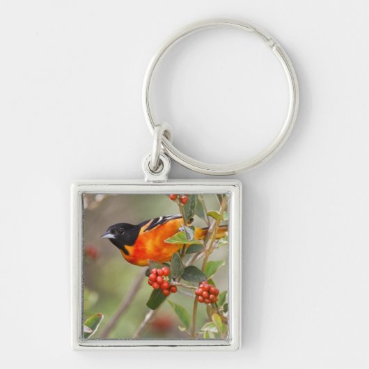 South Padre Island, Texas, VS, Baltimore Oriole Sleutelhanger (Voorkant)