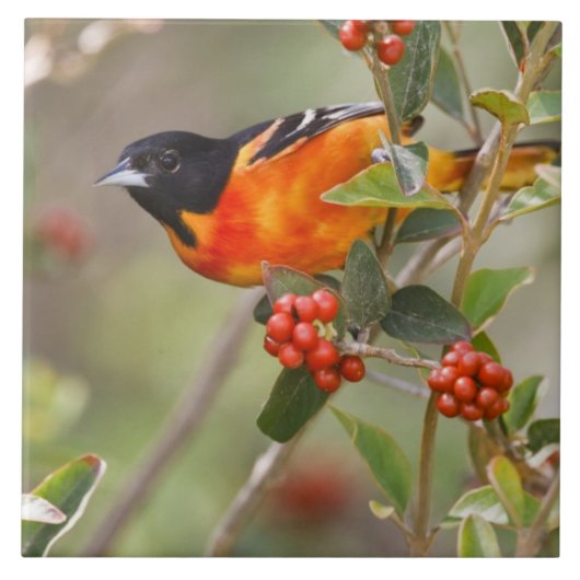 South Padre Island, Texas, VS, Baltimore Oriole Tegeltje (Voorkant)