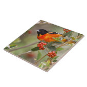 South Padre Island, Texas, VS, Baltimore Oriole Tegeltje (Zijkant)