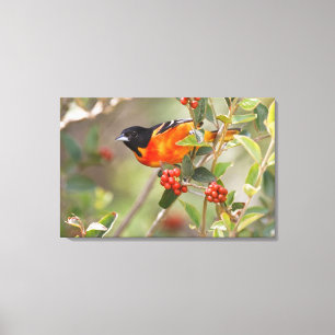 South Padre Island, Texas, VS, Baltimoretroepiaal Canvas Afdruk