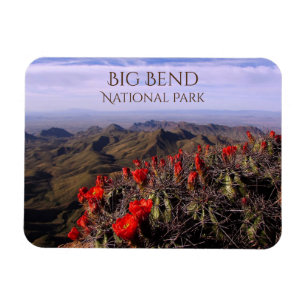 South Rim, Cactus Blossom, Big Bend National Park Magneet