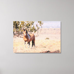 South Steens Wild Horse Canvas Afdruk