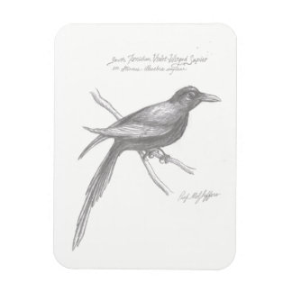 South Tirnishan Violet-Winged Sapier Magnet Magneet