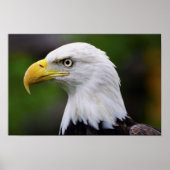 Southern Bald Eagle Print (Voorkant)
