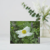 Southern California Poppy Briefkaart (Staand voorkant)