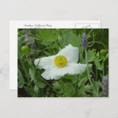 Southern California Poppy Briefkaart (Voorkant / Achterkant)
