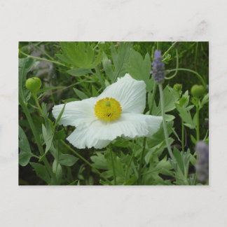 Southern California Poppy Briefkaart