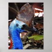 Southern Cassowary Poster (Voorkant)