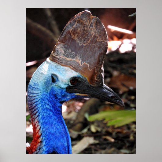 Southern Cassowary Poster (Voorkant)