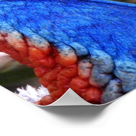 Southern Cassowary Poster (Hoek)