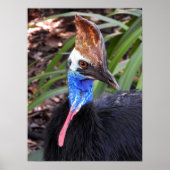 Southern Cassowary Poster (Voorkant)