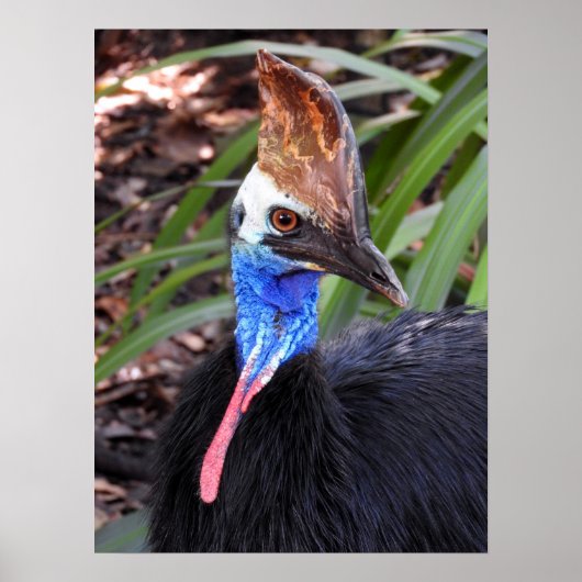 Southern Cassowary Poster (Voorkant)