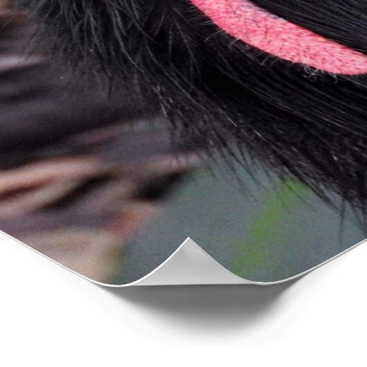 Southern Cassowary Poster (Hoek)