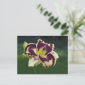 Southern Dazzle Briefkaart (Staand voorkant)