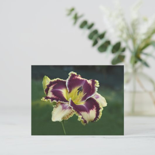 Southern Dazzle Briefkaart (Staand voorkant)