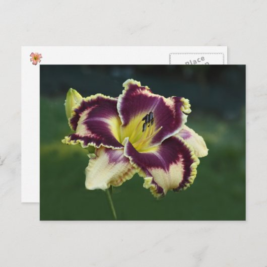 Southern Dazzle Briefkaart (Voorkant / Achterkant)