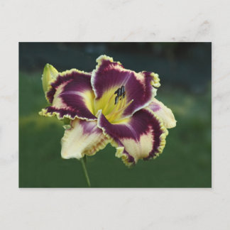 Southern Dazzle Briefkaart