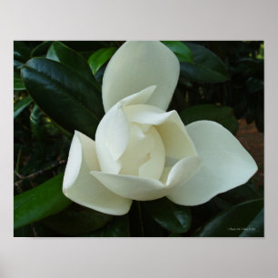 Southern Magnolia 3 Poster