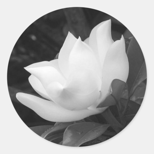 Southern Magnolia Bloom Ronde Sticker (Voorkant)