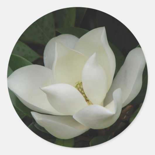 Southern Magnolia Bloom Ronde Sticker (Voorkant)