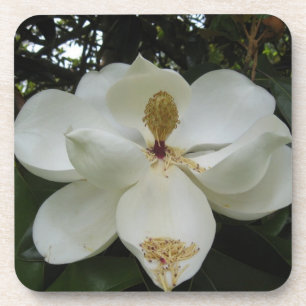 Southern Magnolia Blossom Onderzetter Set