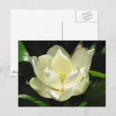 Southern Magnolia Briefkaart (Voorkant / Achterkant)