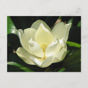 Southern Magnolia Briefkaart