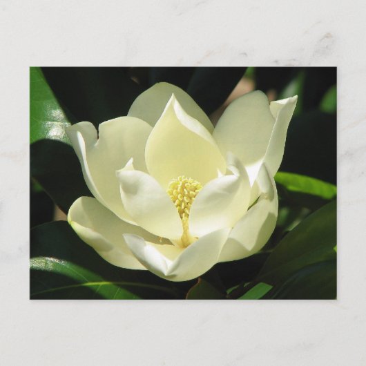 Southern Magnolia Briefkaart (Voorkant)