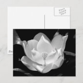 Southern Magnolia Briefkaart (Voorkant / Achterkant)