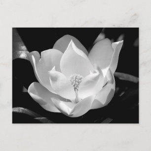 Southern Magnolia Briefkaart