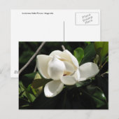 Southern Magnolia Briefkaart (Voorkant / Achterkant)