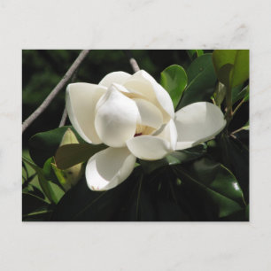 Southern Magnolia Briefkaart
