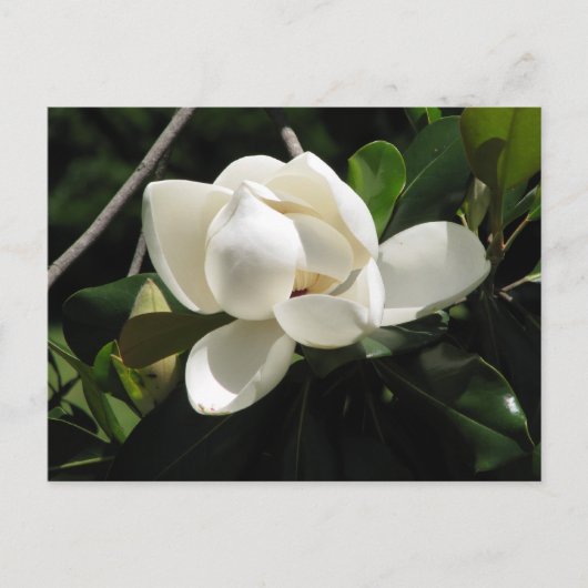 Southern Magnolia Briefkaart (Voorkant)