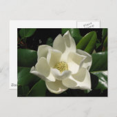 Southern Magnolia Briefkaart (Voorkant / Achterkant)