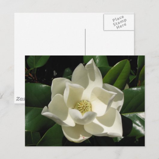 Southern Magnolia Briefkaart (Voorkant / Achterkant)