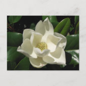 Southern Magnolia Briefkaart (Voorkant)