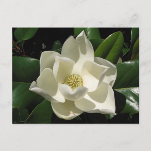 Southern Magnolia Briefkaart (Voorkant)