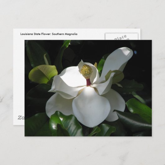Southern Magnolia Briefkaart (Voorkant / Achterkant)