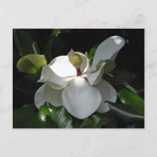 Southern Magnolia Briefkaart