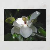 Southern Magnolia Briefkaart (Voorkant)