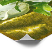 Southern Magnolia Flower Poster (Hoek)