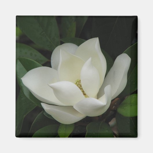 Southern Magnolia Magneet (Voorkant)