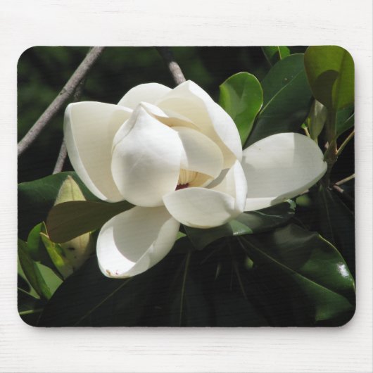 Southern Magnolia Muismat (Voorkant)