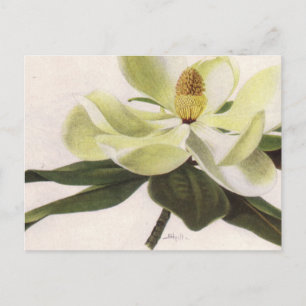 Southern Magnolia Post Card Briefkaart