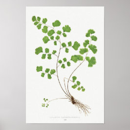 Southern Maidenhair Fern  Illustratie Poster