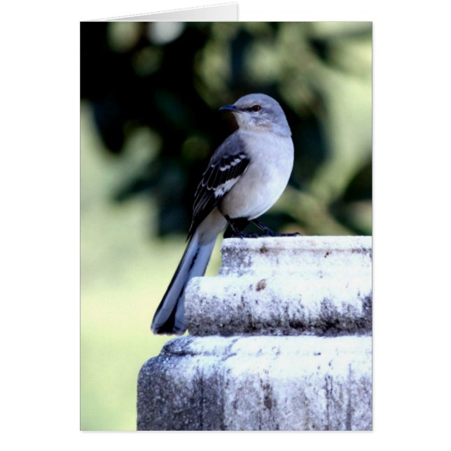 Southern Mockingbird Card (Voorkant)