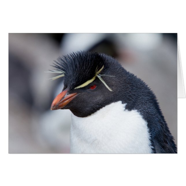 Southern Rockhopper Penguin (Voorkant Horizontaal)